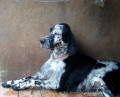Setter Anglais TILA DE LA MAZORRA Setter Anglais TILA DE LA MAZORRA